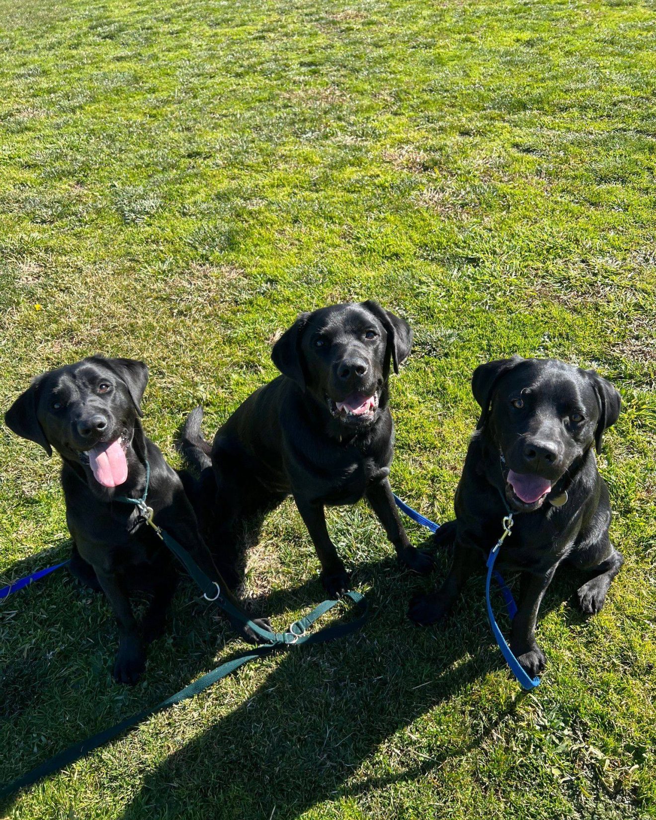Three black labradors